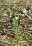 Limonium narbonense. Верхушки повреждённых листьев. Испания, Каталония, пров. Жирона, комарка Альт-Эмпорда, муниципалитет Сан-Педро-Пескадор, устье р. Флувиа, осушенный участок маршевого луга. 19.10.2024.