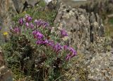 Oxytropis tragacanthoides