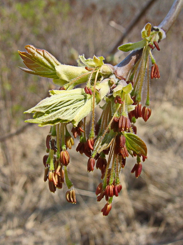 Image of Acer negundo specimen.