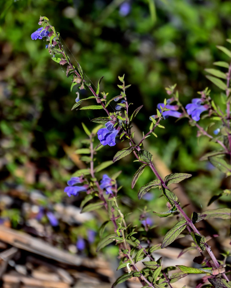 Image of Scutellaria galericulata specimen.