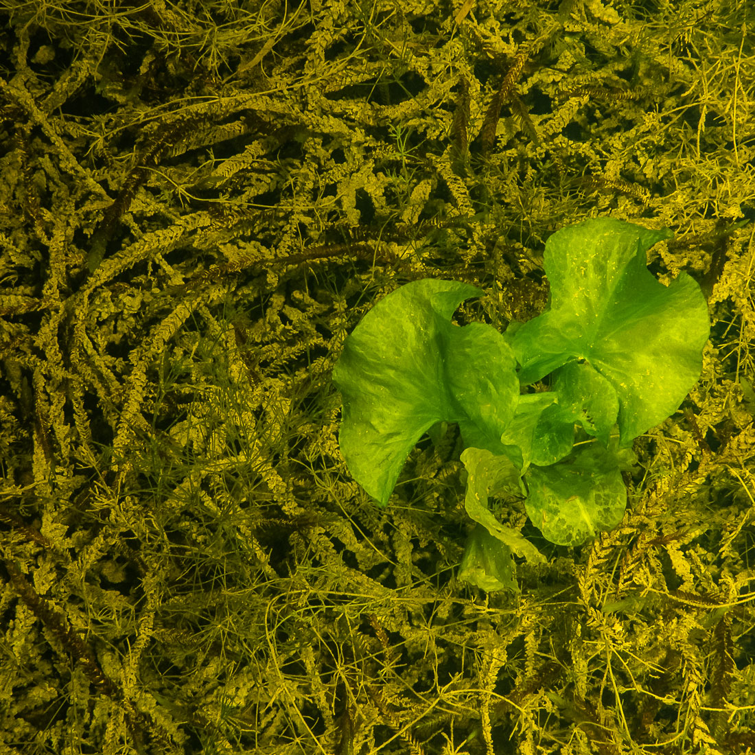 Image of Nuphar lutea specimen.