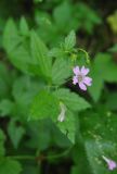 genus Geranium