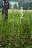 Platanthera bifolia. Цветущее растение. Тульская обл., Дубенский р-н, окр. д. Ивановка, берёзовые посадки над долиной р. Дубна. 21.06.2009.