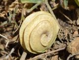 Image of taxon representative. Author is Тулкин Тиллаев