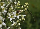 Veratrum dahuricum