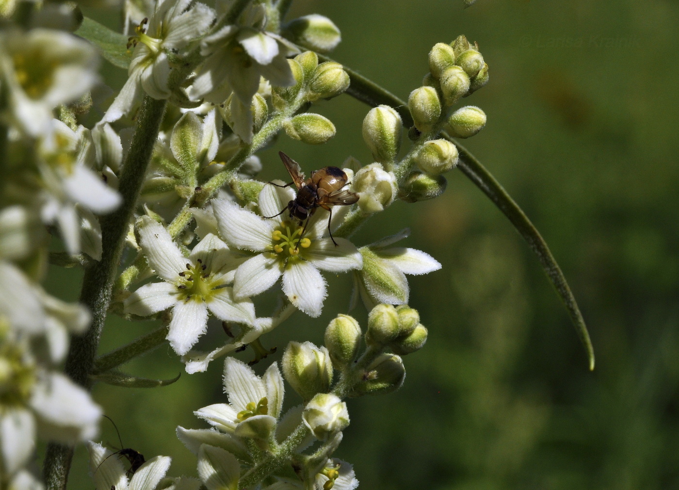 Image of Veratrum dahuricum specimen.
