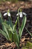 Galanthus elwesii. Цветущие растения. Санкт-Петербург, Ботанический сад Петра Великого, северный двор, цветник. 30.03.2025.