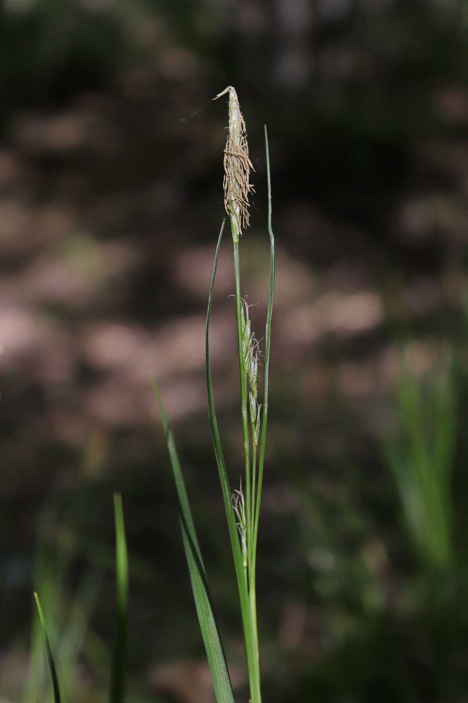 Image of Carex depauperata specimen.