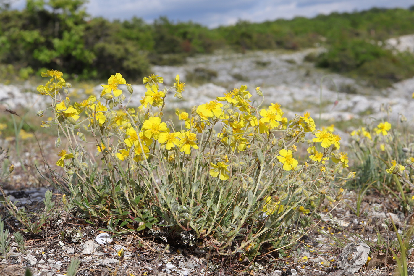 Image of Helianthemum georgicum specimen.