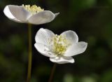 familia Ranunculaceae. Верхушка соцветия. Приморский край, г. Владивосток, о. Русский, кампус ДВФУ, остатки широколиственного леса. 14.05.2025.