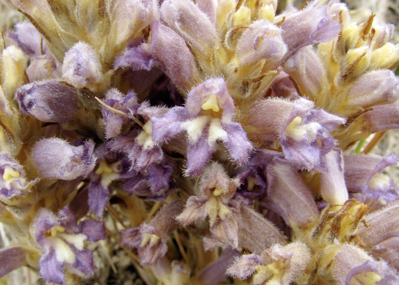 Image of Phelipanche caesia specimen.
