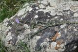 Linum austriacum. Сорванное цветущее растение. Турция, ил Карс, окр. г. Дигор, плоскогорье между Дигорским карьером и ущ. р. Дигор, луг. 19 мая 2025 г.