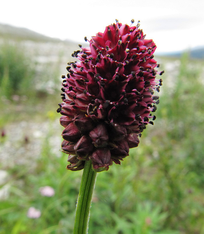 Изображение особи Sanguisorba officinalis.