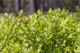 Vaccinium myrtillus