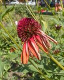 Echinacea purpurea