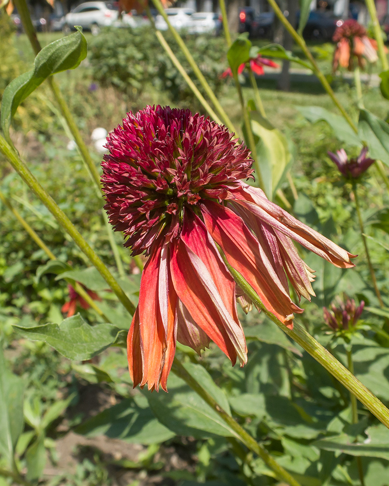 Image of Echinacea purpurea specimen.
