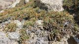Ephedra fedtschenkoae. Растения с микростробилами. Таджикистан, Горно-Бадахшанская автономная обл., Рушанский р-н, Северо-Аличурский хр., окр. Марджанайского залива Сарезского оз., дол. р. Каттамарджанай, выс. ≈ 3870 м н.у.м., каменистое ложе селевого выноса. 7 июля 2025 г.