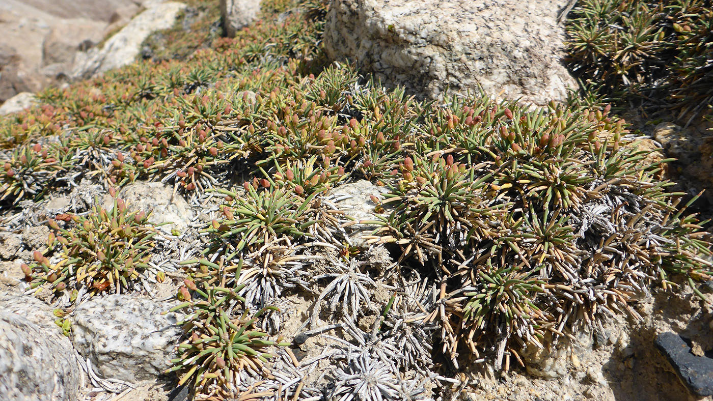 Image of Ephedra fedtschenkoae specimen.