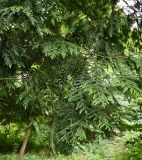 Thuja plicata