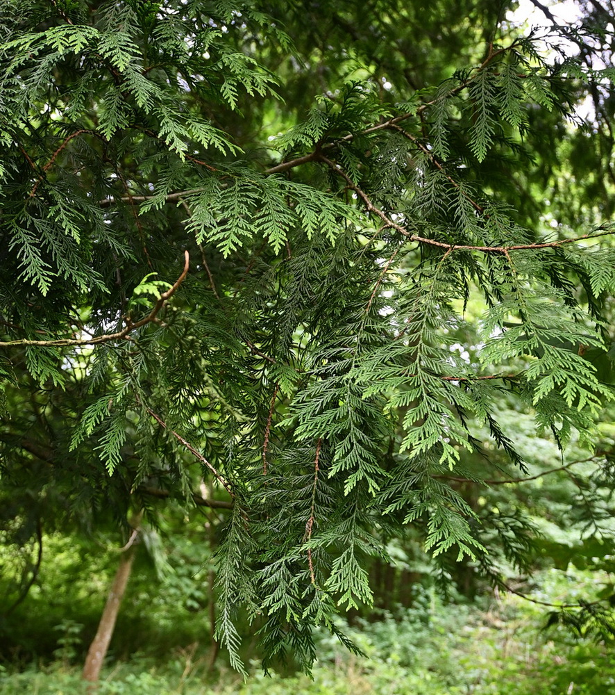 Image of Thuja plicata specimen.