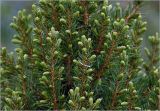 Picea glauca. Часть кроны с начавшими развитие молодыми побегами. Московская обл., Раменский р-н, окр. дер. Хрипань, садовый участок. 01.05.2025.