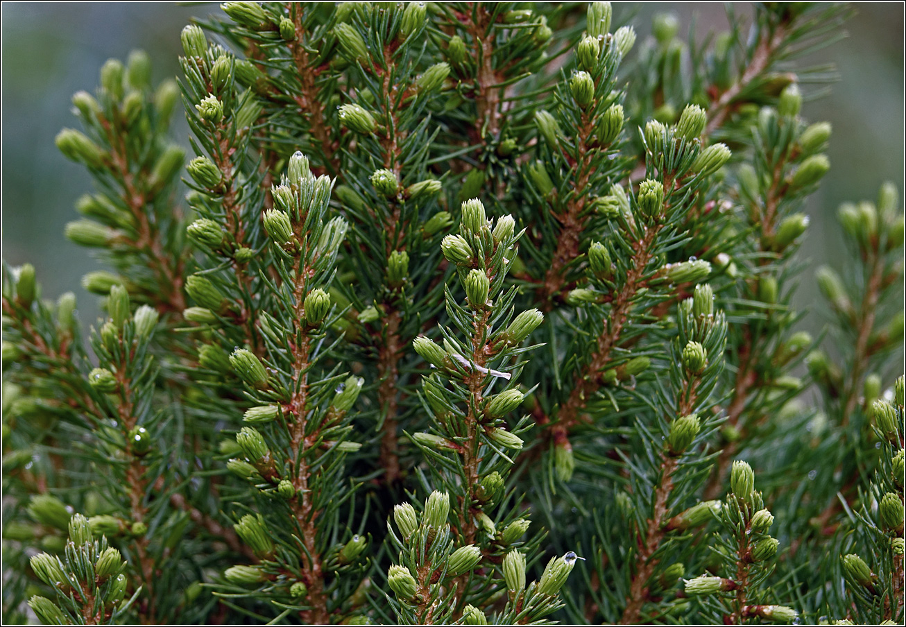 Изображение особи Picea glauca.