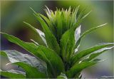 Oenothera rubricaulis. Верхушка развивающегося побега. Московская обл., Раменский р-н, окр. дер. Хрипань, садовый участок. 06.07.2025.