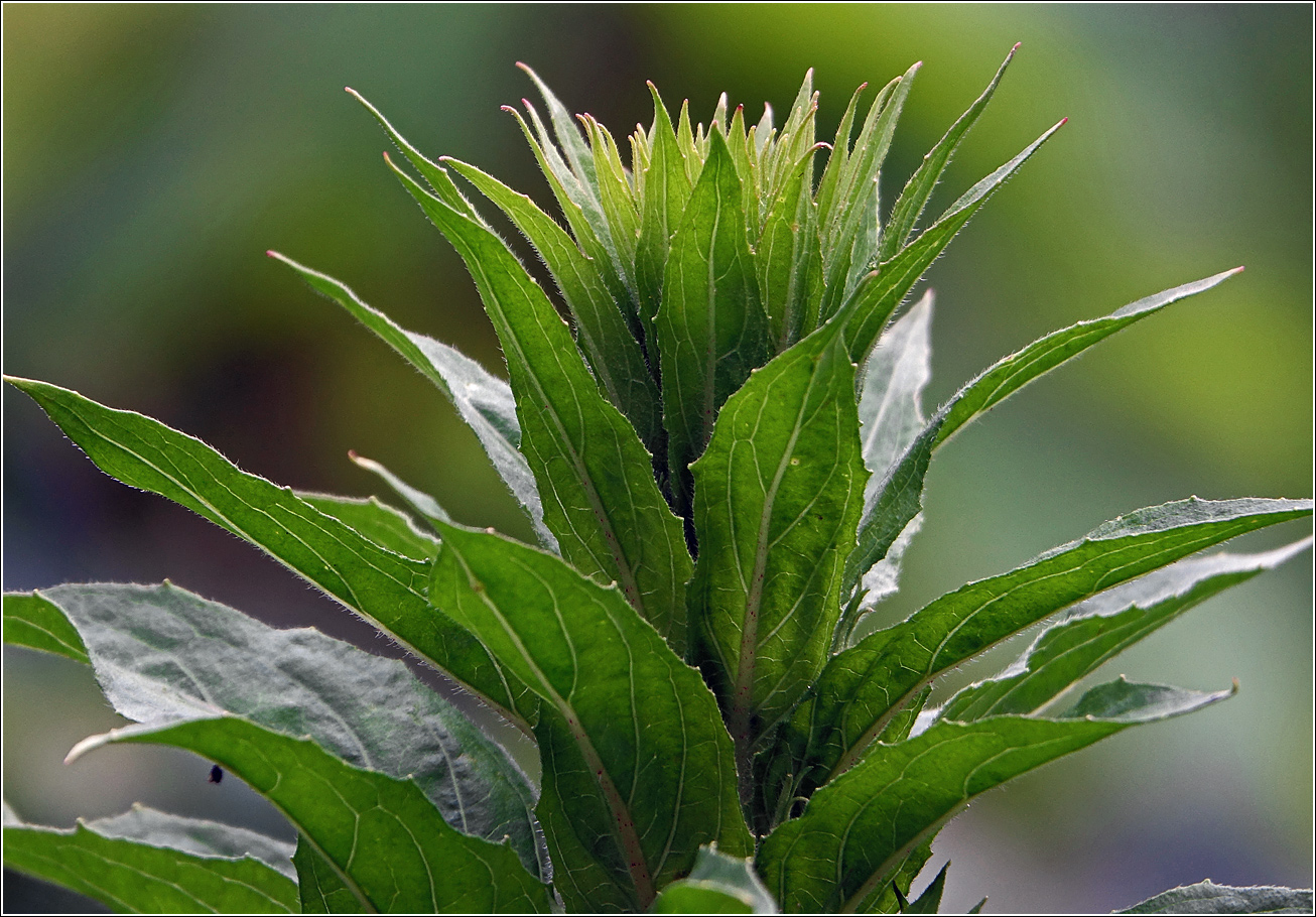 Изображение особи Oenothera rubricaulis.