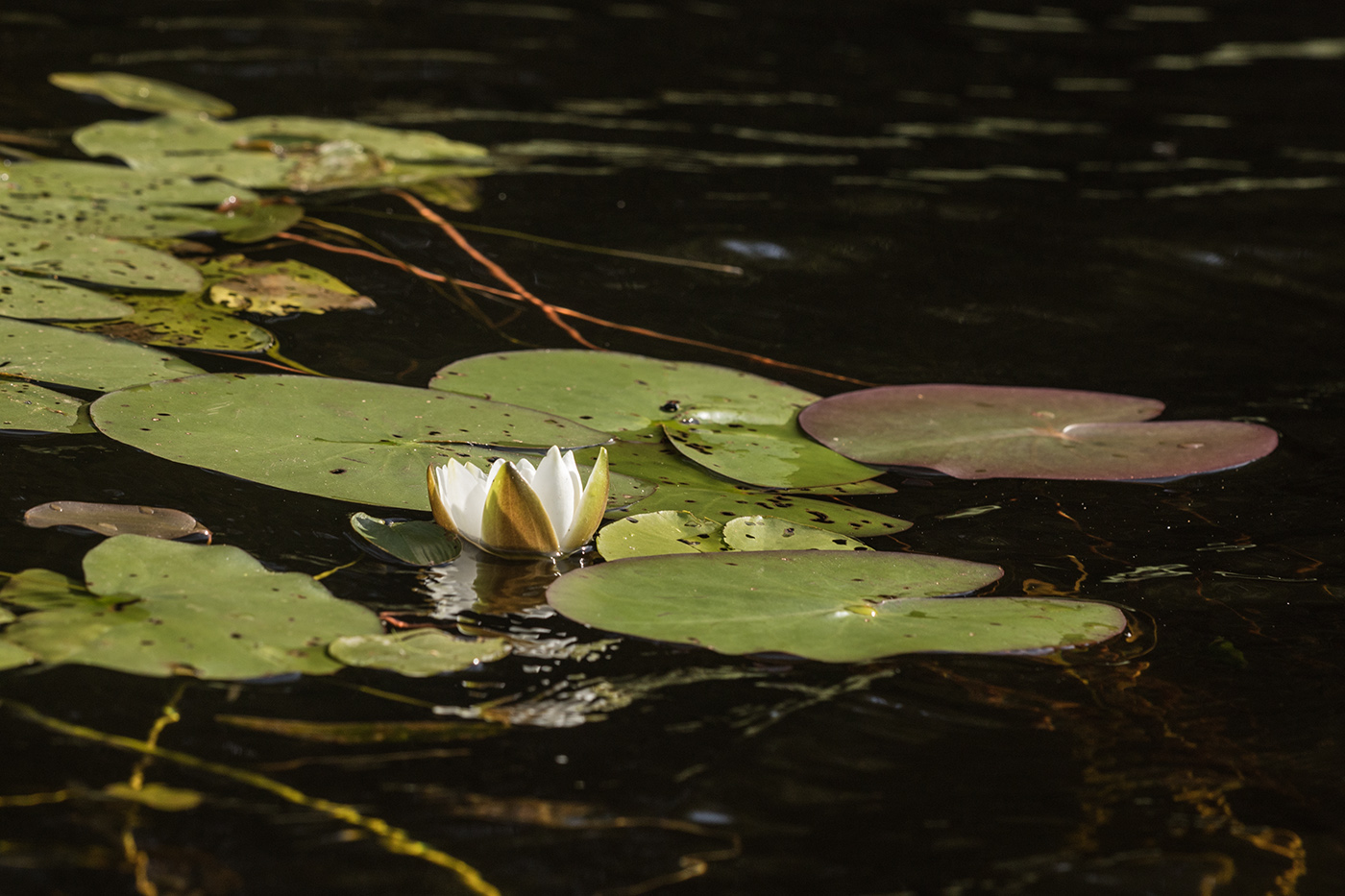 Изображение особи Nymphaea candida.
