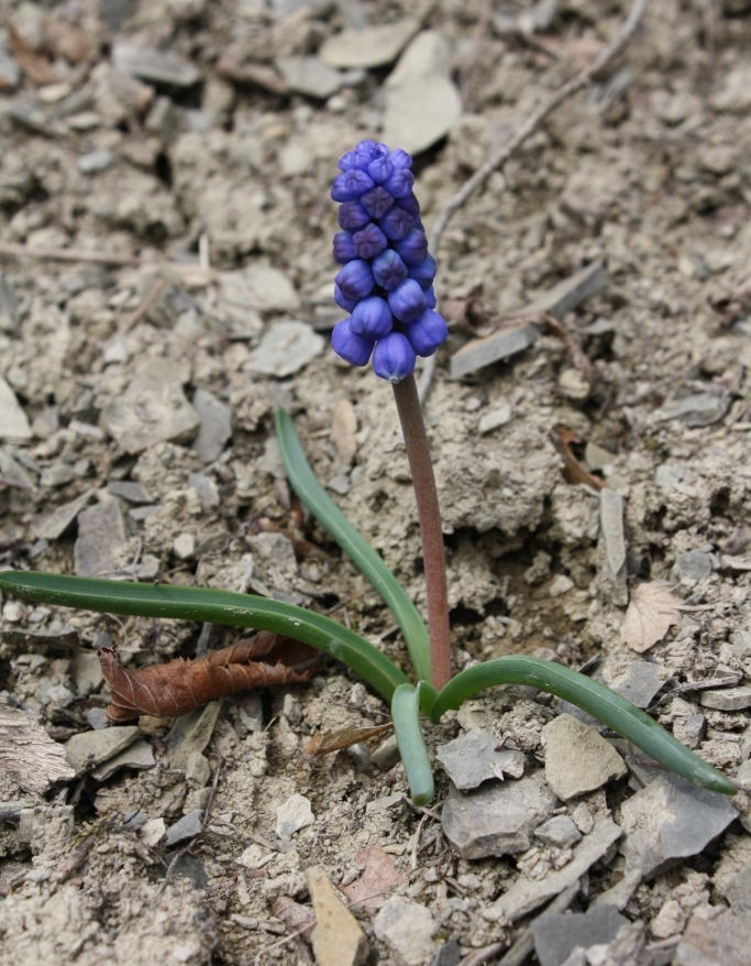 Image of Muscari armeniacum specimen.