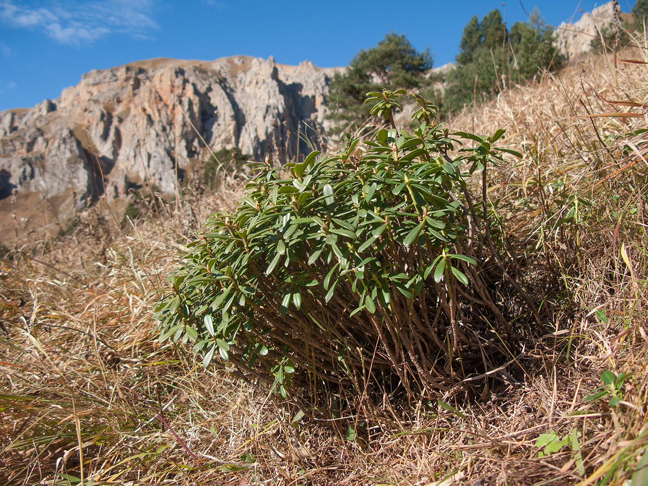 Image of Daphne circassica specimen.