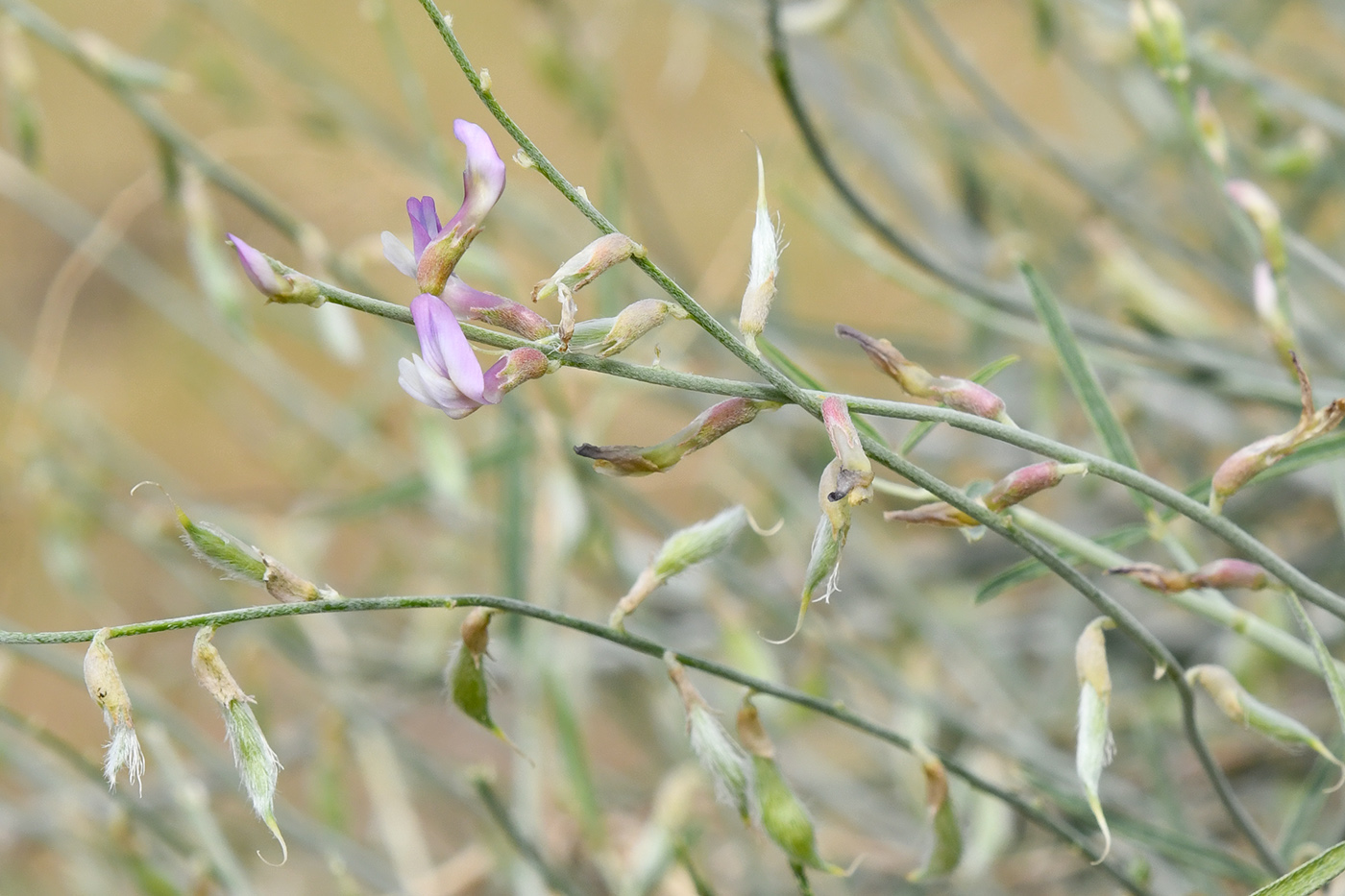 Image of Astragalus excedens specimen.