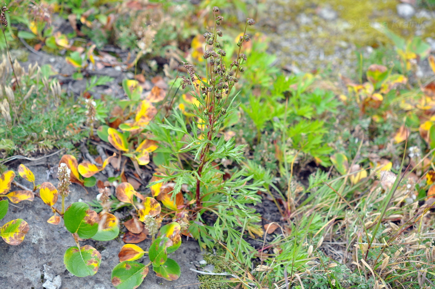 Image of Artemisia arctica specimen.