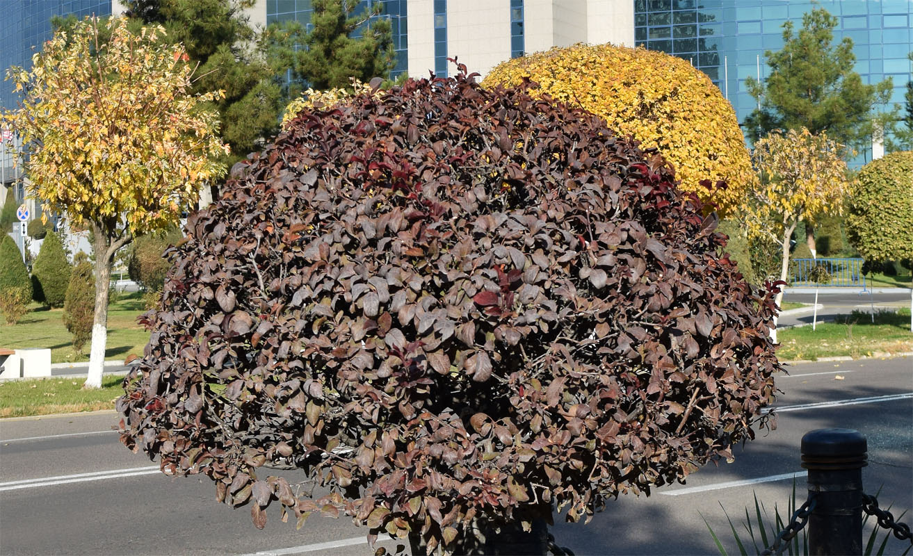 Image of Prunus cerasifera var. pissardii specimen.