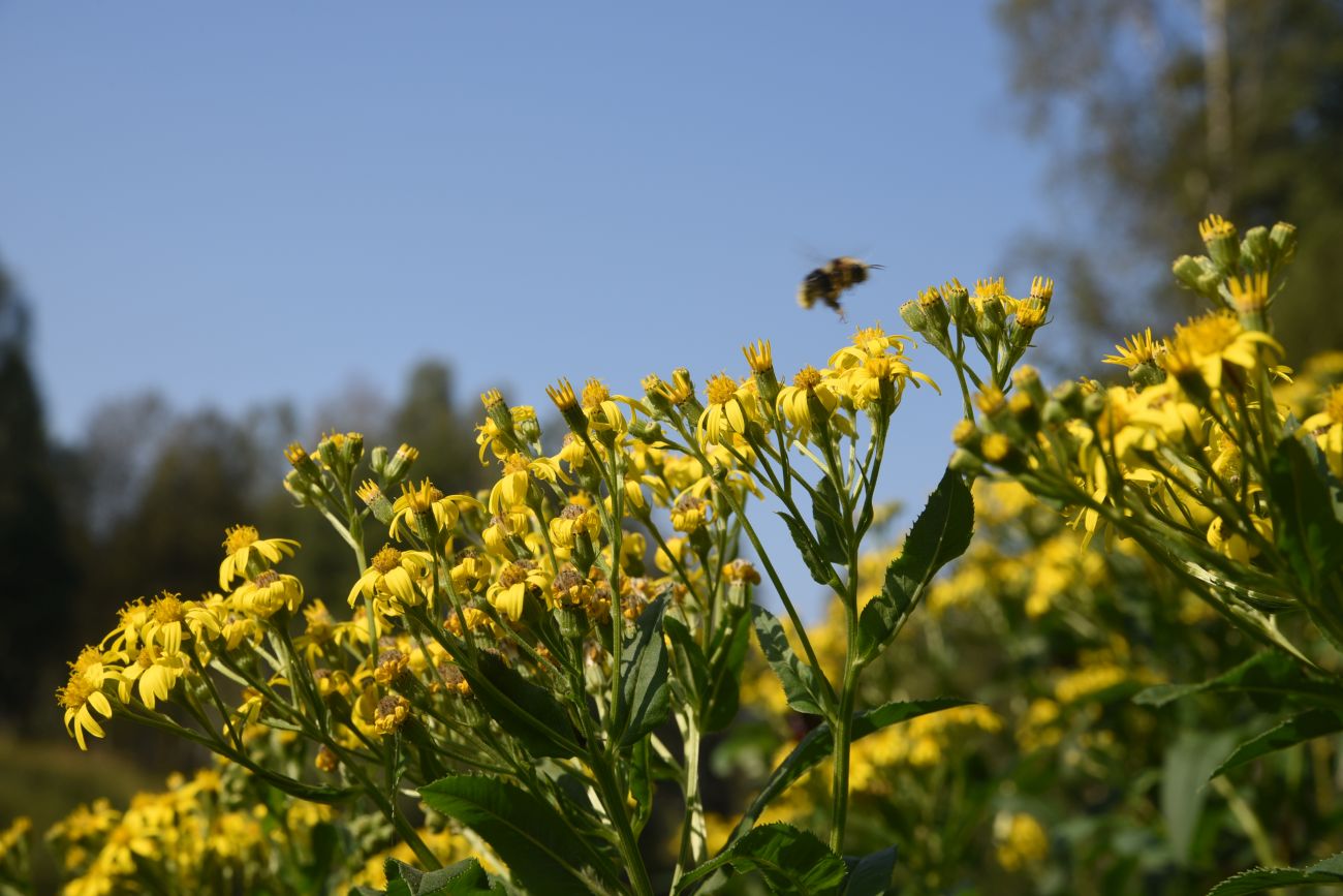 Изображение особи Senecio sarracenicus.