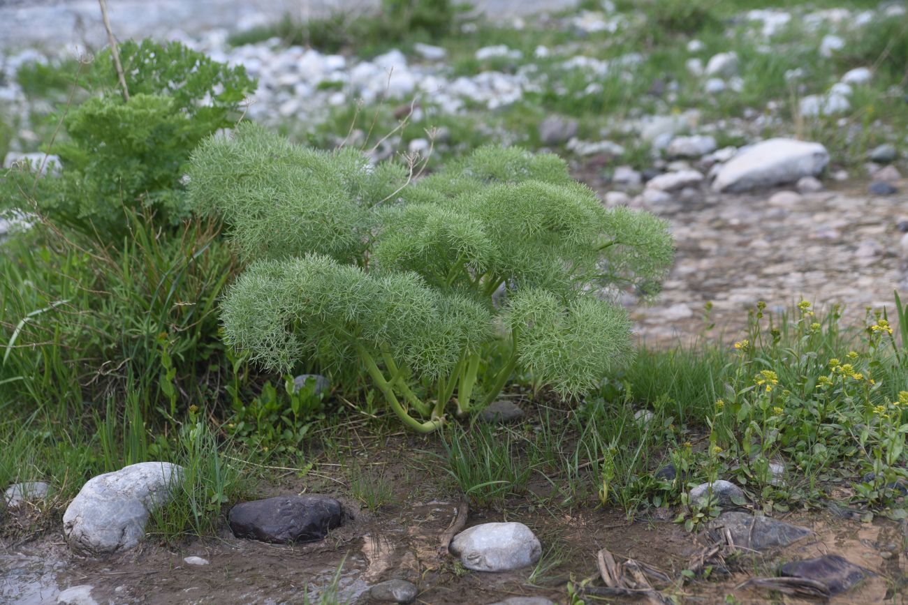 Изображение особи семейство Apiaceae.