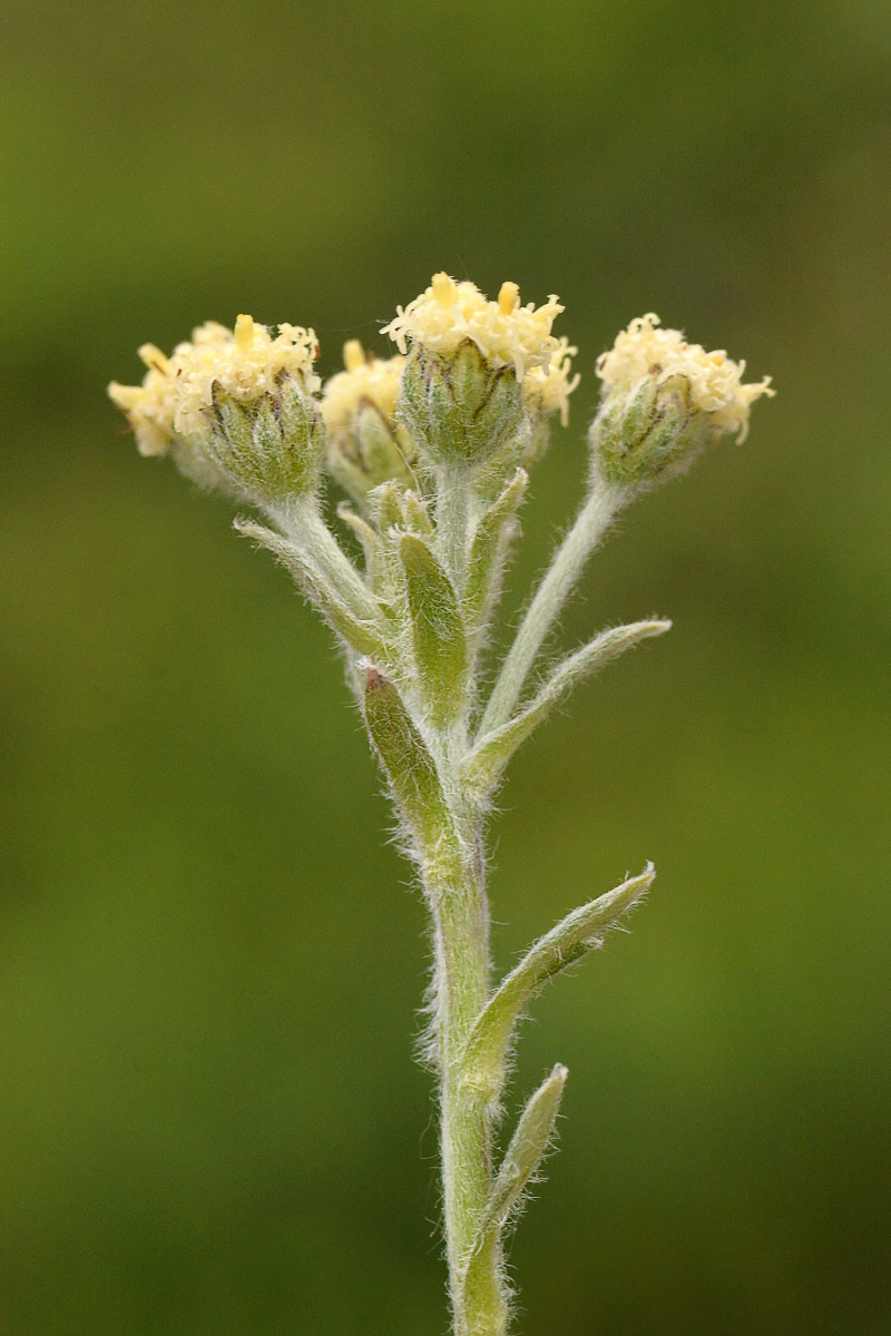 Image of Artemisia glomerata specimen.