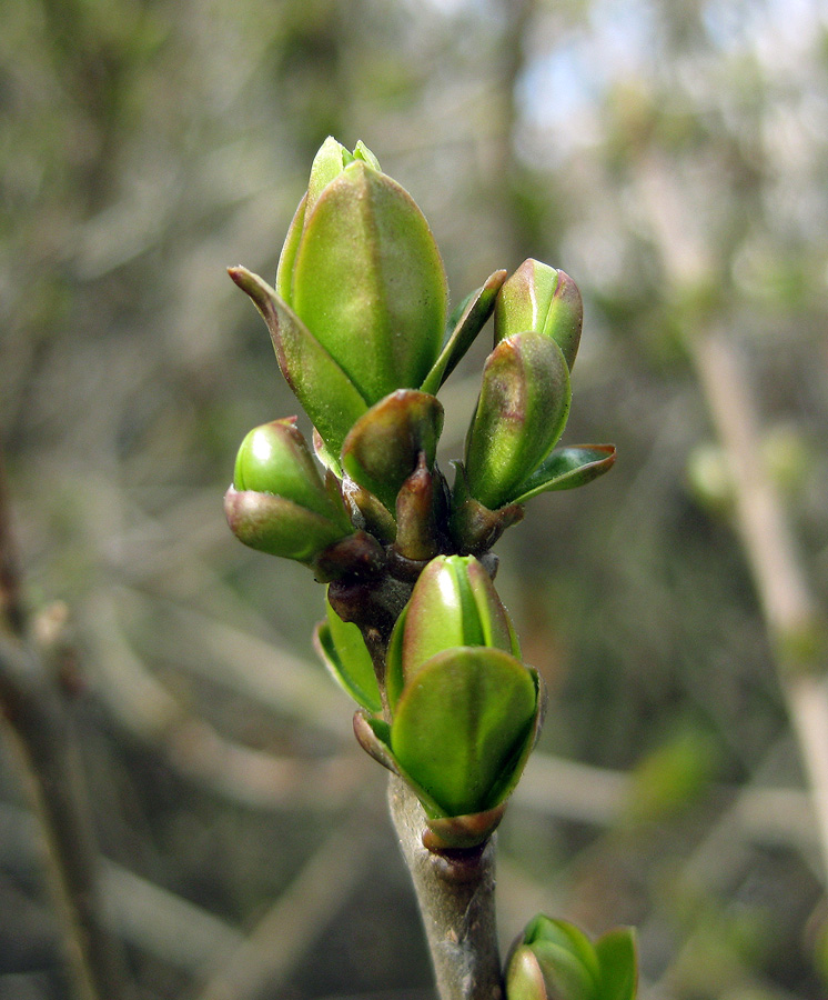 Image of Ligustrum vulgare specimen.
