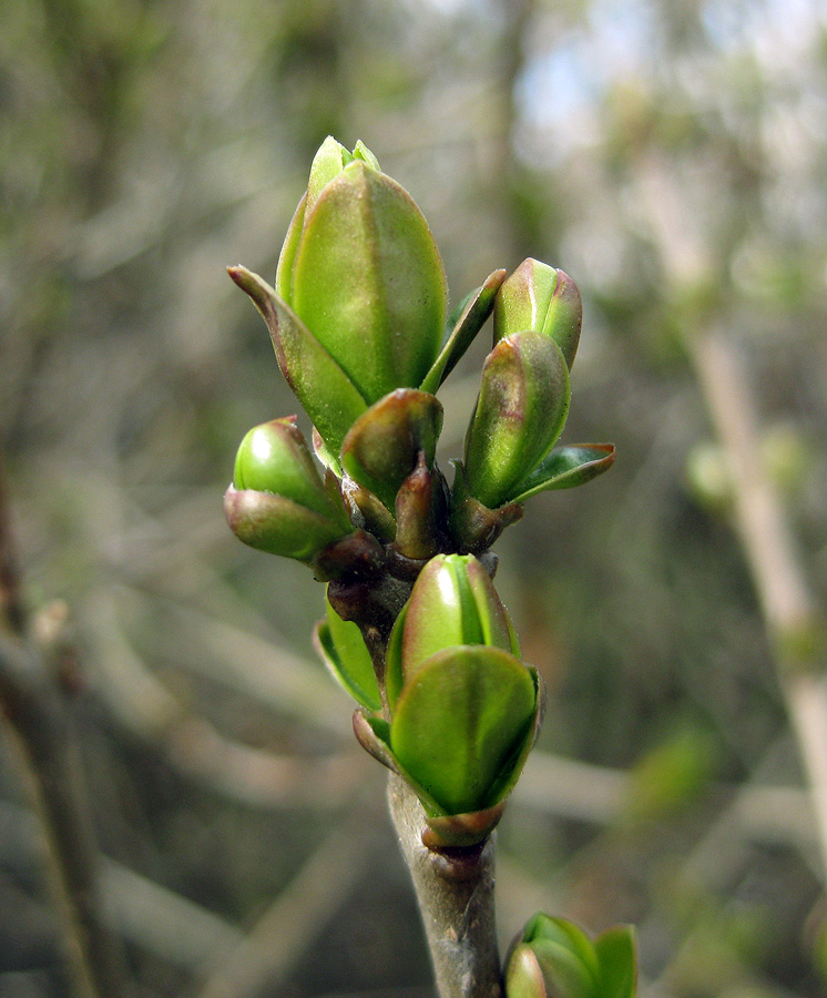 Изображение особи Ligustrum vulgare.