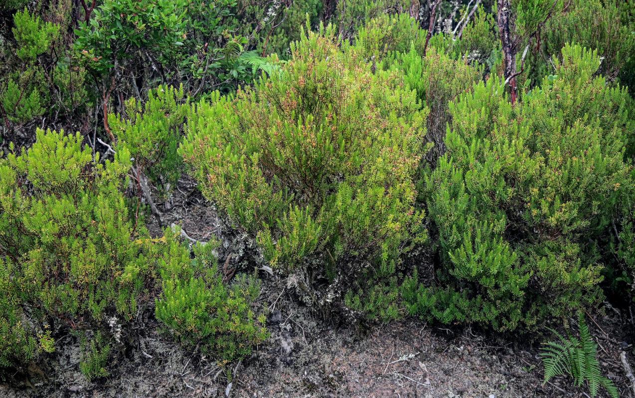 Изображение особи Erica platycodon.