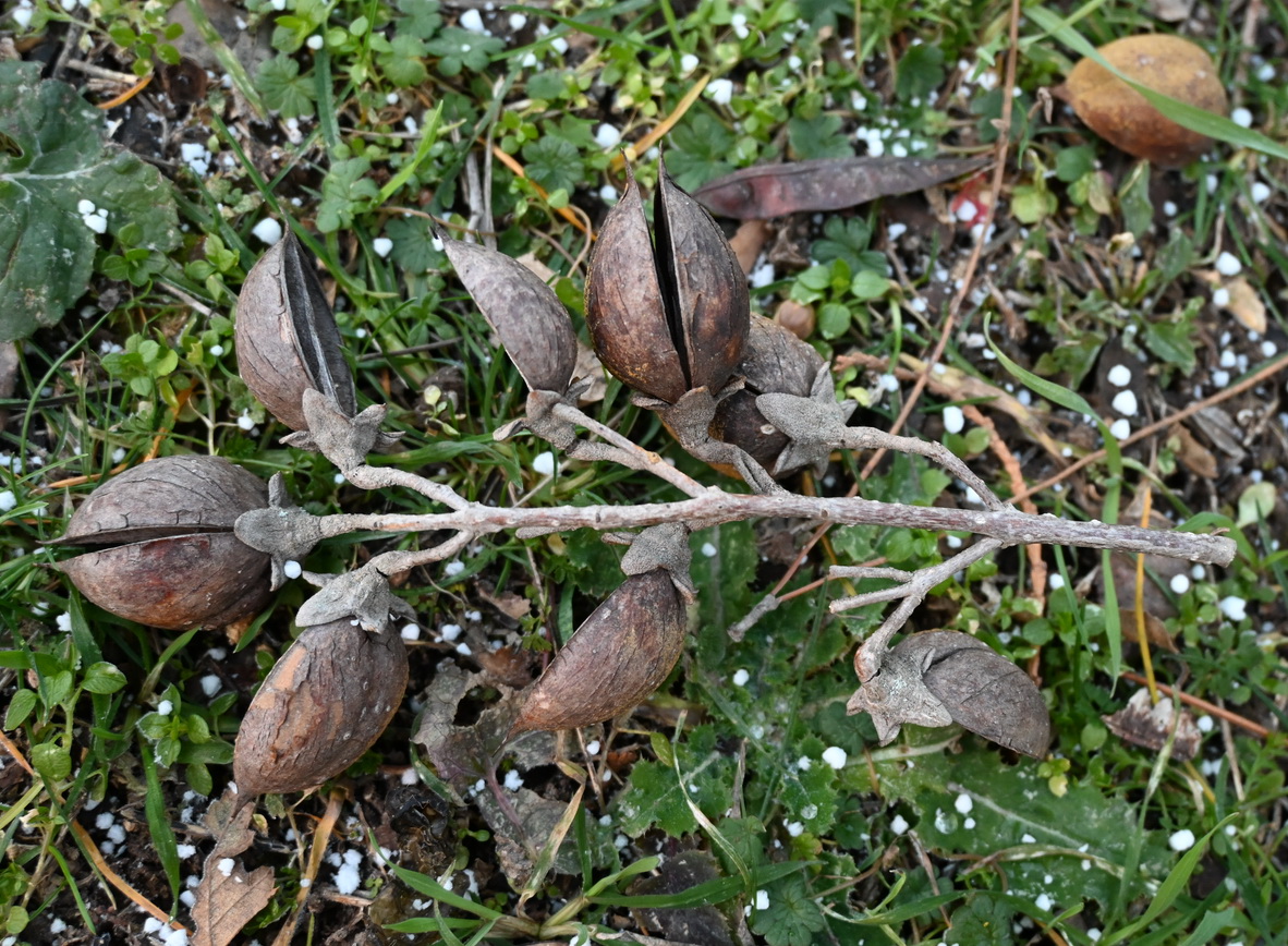 Image of genus Amygdalus specimen.