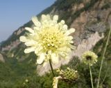 Cephalaria balkharica. Соцветие. Кабардино-Балкария, Лескенский р-н, Хазнидонская теснина, ≈ 1700 м н.у.м., разнотравный лужок в верхней части травянистого склона к реке. 31.07.2025.