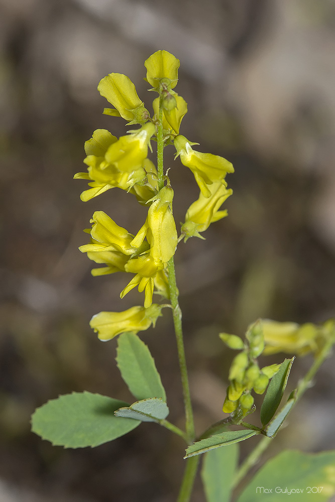 Изображение особи Melilotus neapolitanus.