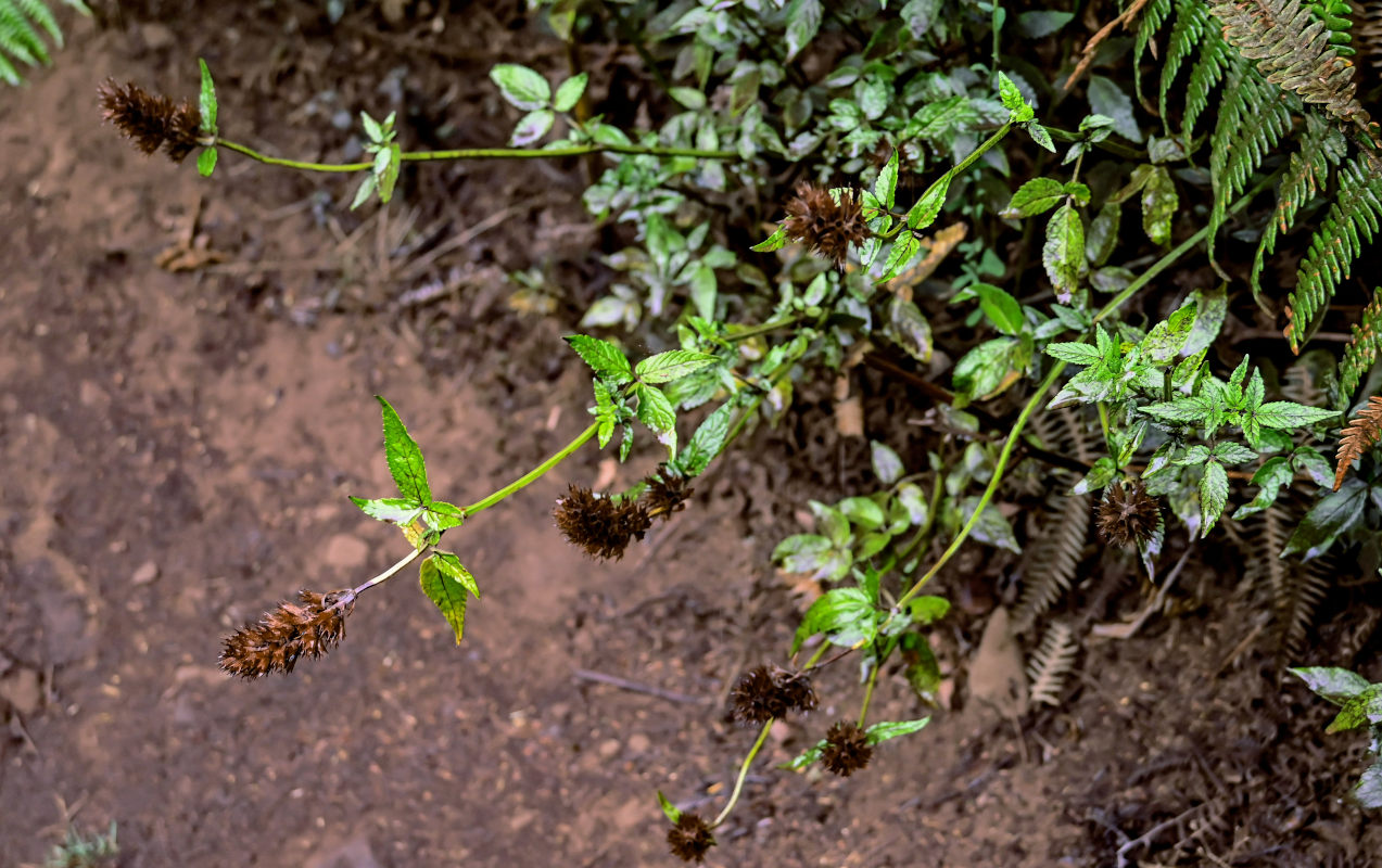 Изображение особи род Cedronella.