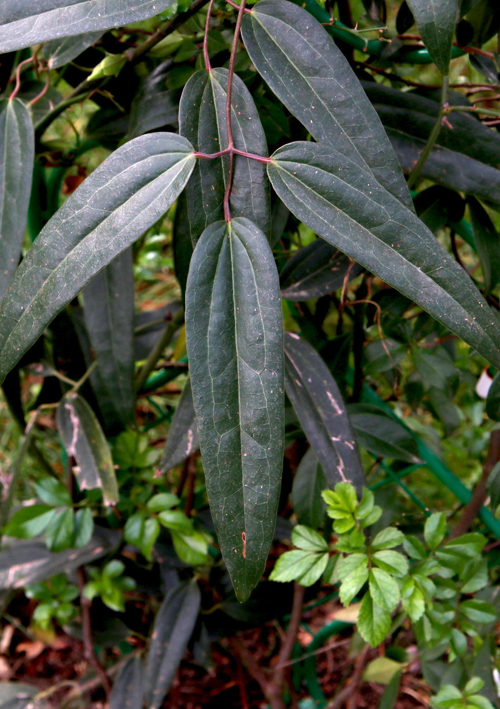 Image of Clematis armandii specimen.