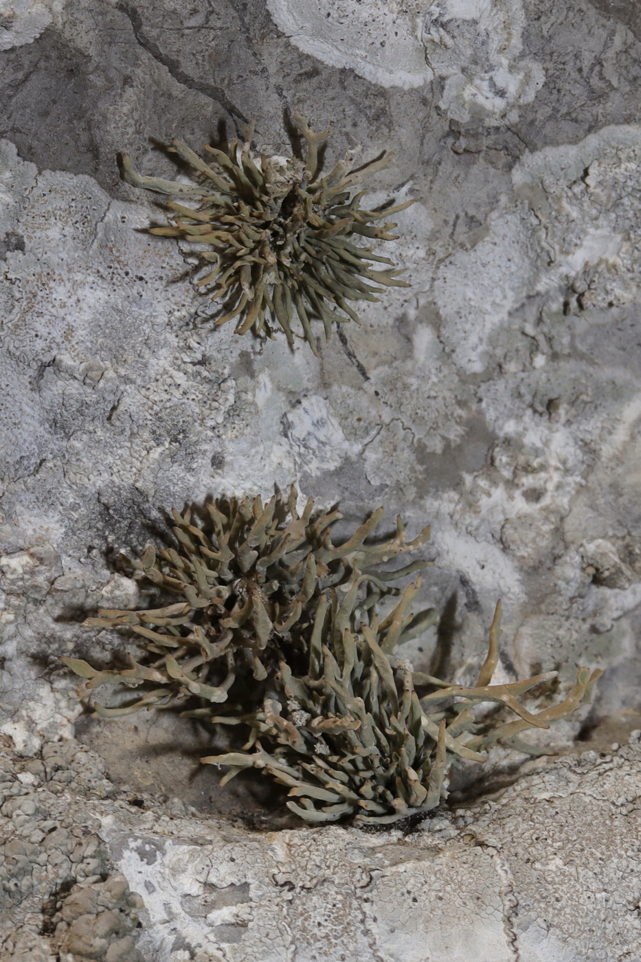 Изображение особи Roccella phycopsis.