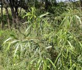 Searsia lancea. Побеги молодого растения. ЮАР, пров. Гаутенг, пригород Киблер Парк (Kibler Park), природный запов. \"Клиприверсберг\" (Klipriviersberg Nature Reserve), саванна, экотропа. 20.01.2025.