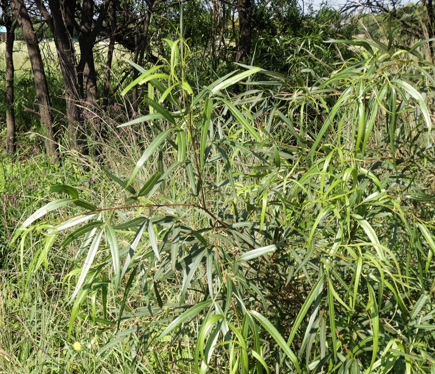 Image of Searsia lancea specimen.