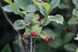 Lonicera alpigena. Верхушка побега с соплодиями. Томская обл., г. Томск, Сибирский ботанический сад Томского государственного университета, в культуре. 21.08.2025.