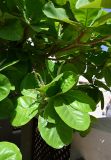 Terminalia catappa